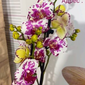 Фаленопсис 2 цв.  #456