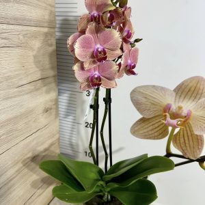 Alternative view of Фаленопсис 2 цв.  #457