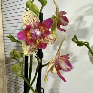 Фаленопсис Пелорик 2 цв.  #448