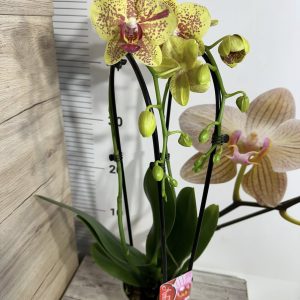 Alternative view of Фаленопсис  2цв. Каскадна  #102