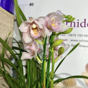 Цимбидиум 2цв. #43