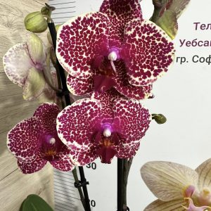 Фаленопсис 2 цветонос Червен Сезам #454