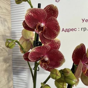 Фаленопсис 2 цв.  #446