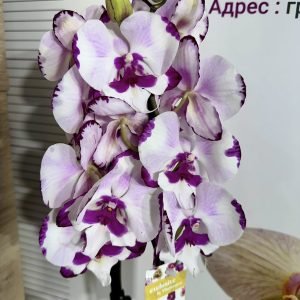 Фаленопсис 2 цв.  #458