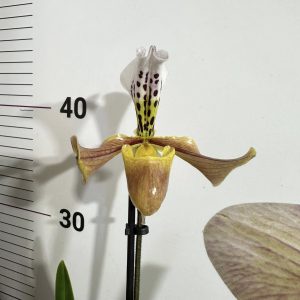 Орхидея Пафиопедилум #0104