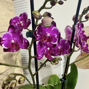 Фаленопсис 2цв.   #439