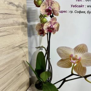 Alternative view of Фаленопсис 2 цв. Бамби   #445