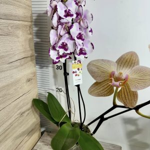 Alternative view of Фаленопсис 2 цв.  #458