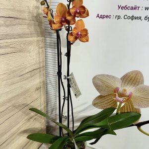 Alternative view of Фаленопсис 2 цв. Пелорик   #452