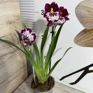 Alternative view of Ароматна Орхидея - микс ф9  #222