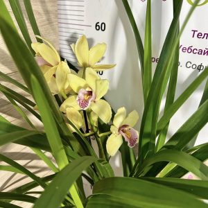 Alternative view of Цимбидиум 1цв. #42