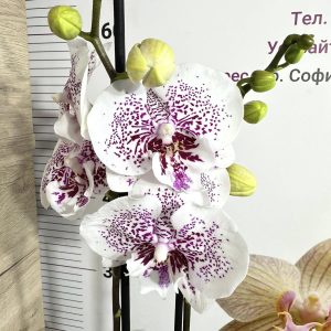 Фаленопсис 2 цветонос  #455