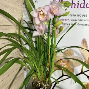 Alternative view of Цимбидиум 2цв. #43