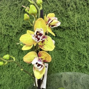 Фаленопсис Пелорик 2 цв.  #444