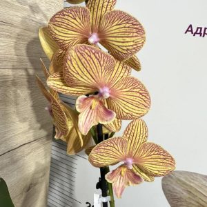 Фаленопсис 2 цв.  #445