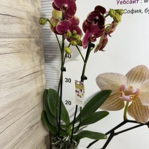 Alternative view of Фаленопсис 2 цв.  #446