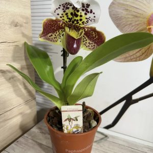 Alternative view of Орхидея Пафиопедилум XXL #0105