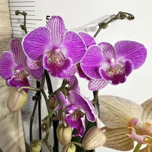 Фаленопсис  2цв. Каскадна  #101