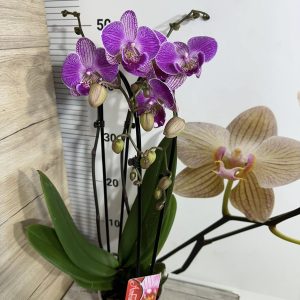 Alternative view of Фаленопсис  2цв. Каскадна  #101