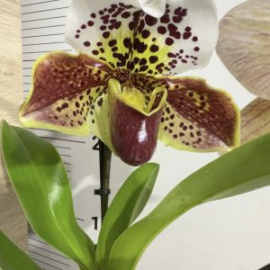 Орхидея Пафиопедилум XXL #0105