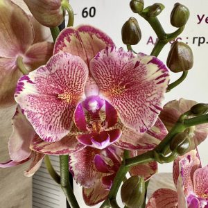 Фаленопсис Пелорик 2 цв.  #445