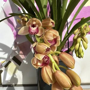 Каскаден Цимбидиум  #53