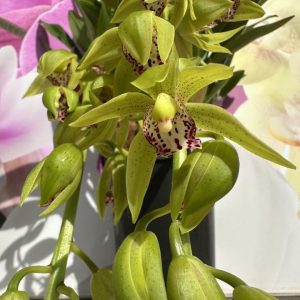 Каскаден Цимбидиум  #54