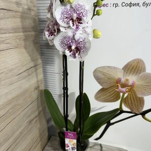 Alternative view of Фаленопсис 2 цветонос  #455