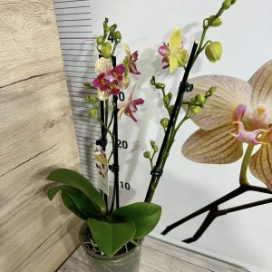 Alternative view of Фаленопсис Пелорик 2 цв.  #448