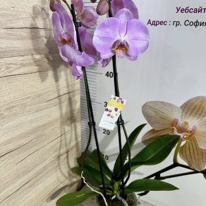 Alternative view of Фаленопсис 2 цв.   #442