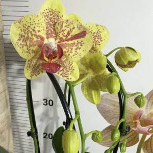 Фаленопсис  2цв. Каскадна  #102