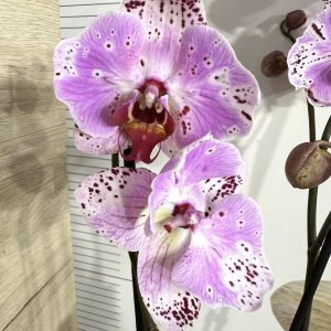 Alternative view of Фаленопсис Пелорик 2 цв.  #447