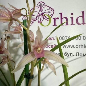 Alternative view of Цимбидиум  #74