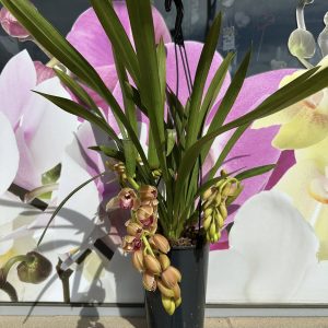 Alternative view of Каскаден Цимбидиум  #53