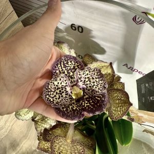 Ванда в стъкленица #6008 - снимка 3