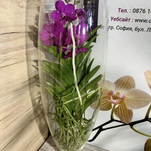 Alternative view of Ванда шампанско стъкленица #201