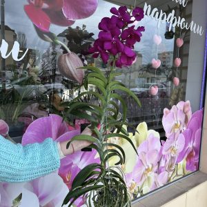 Alternative view of Ванда ХХЛ  #203