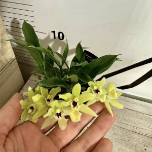 Орхидея Променея Ароматна  # 511