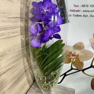 Alternative view of Ванда шампанско стъкленица #202