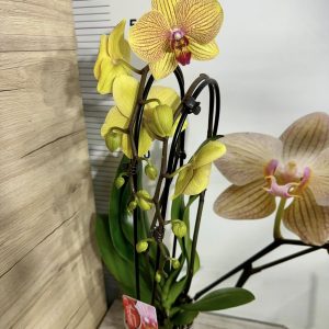 Alternative view of Фаленопсис Каскаден #307