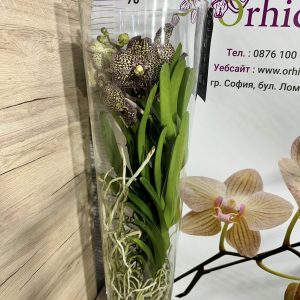 Alternative view of Ванда в стъкленица #6008