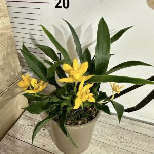 Alternative view of Орхидея Променея Ароматна  # 510
