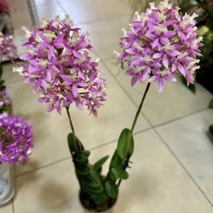 Alternative view of Епидендрум #503