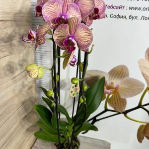 Alternative view of Фаленопсис Каскаден #305