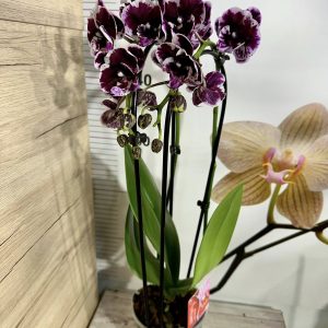 Alternative view of Фаленопсис Каскаден #308