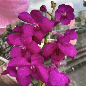 Ванда ХХЛ  #203