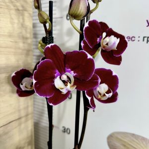 Фаленопсис 2 цв. #506