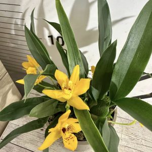 Орхидея Променея Ароматна  # 510