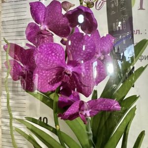 Ванда шампанско стъкленица #201