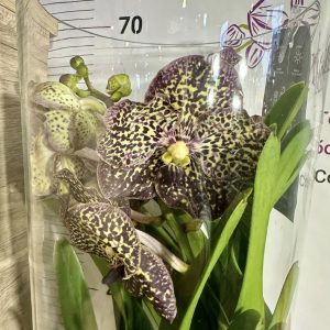 Ванда в стъкленица #6008